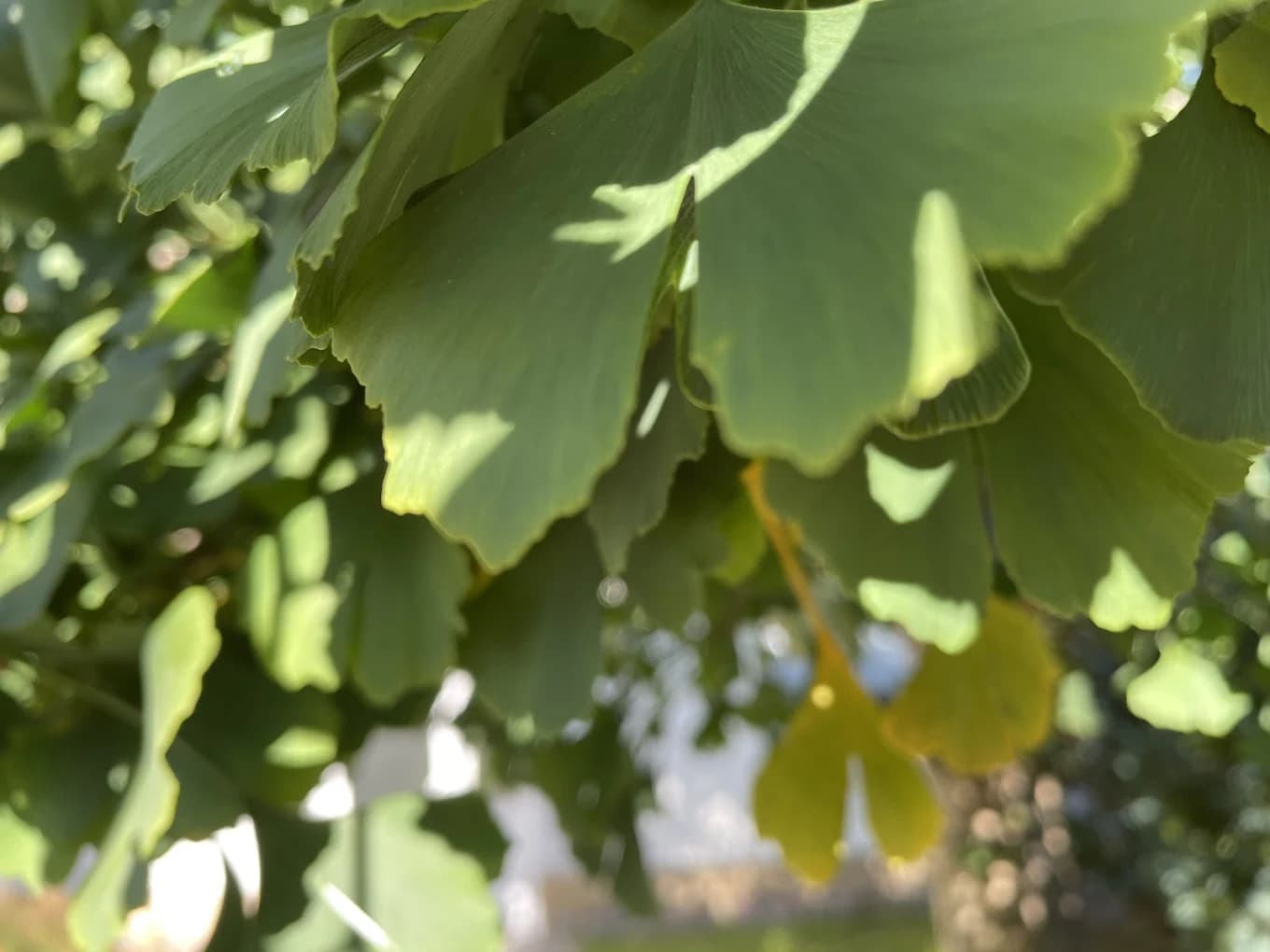 Ginkgobaum vor unserer Praxis