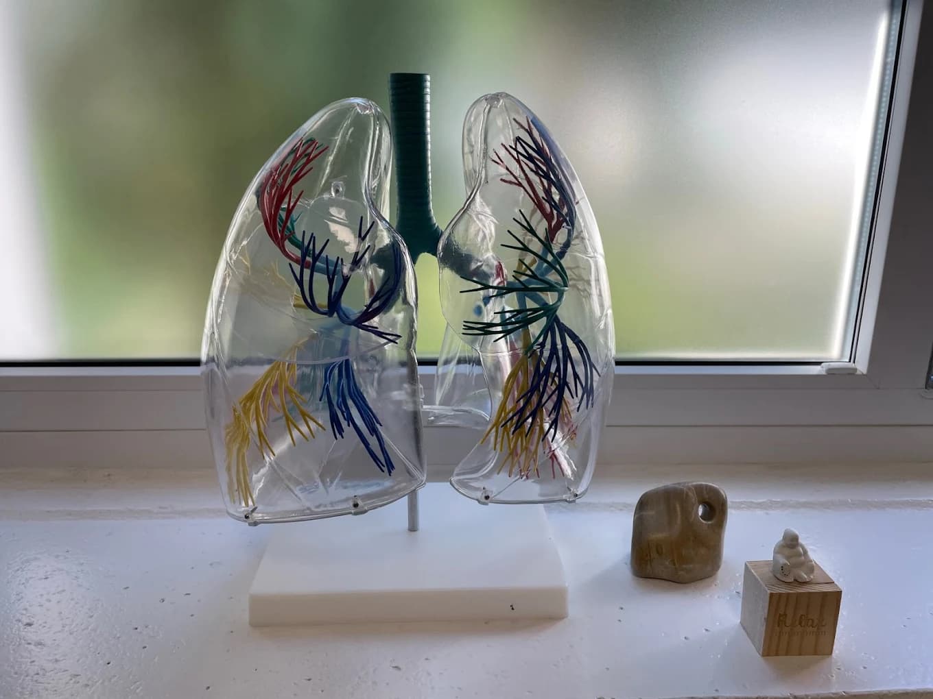 Anatomisches Lungenmodell