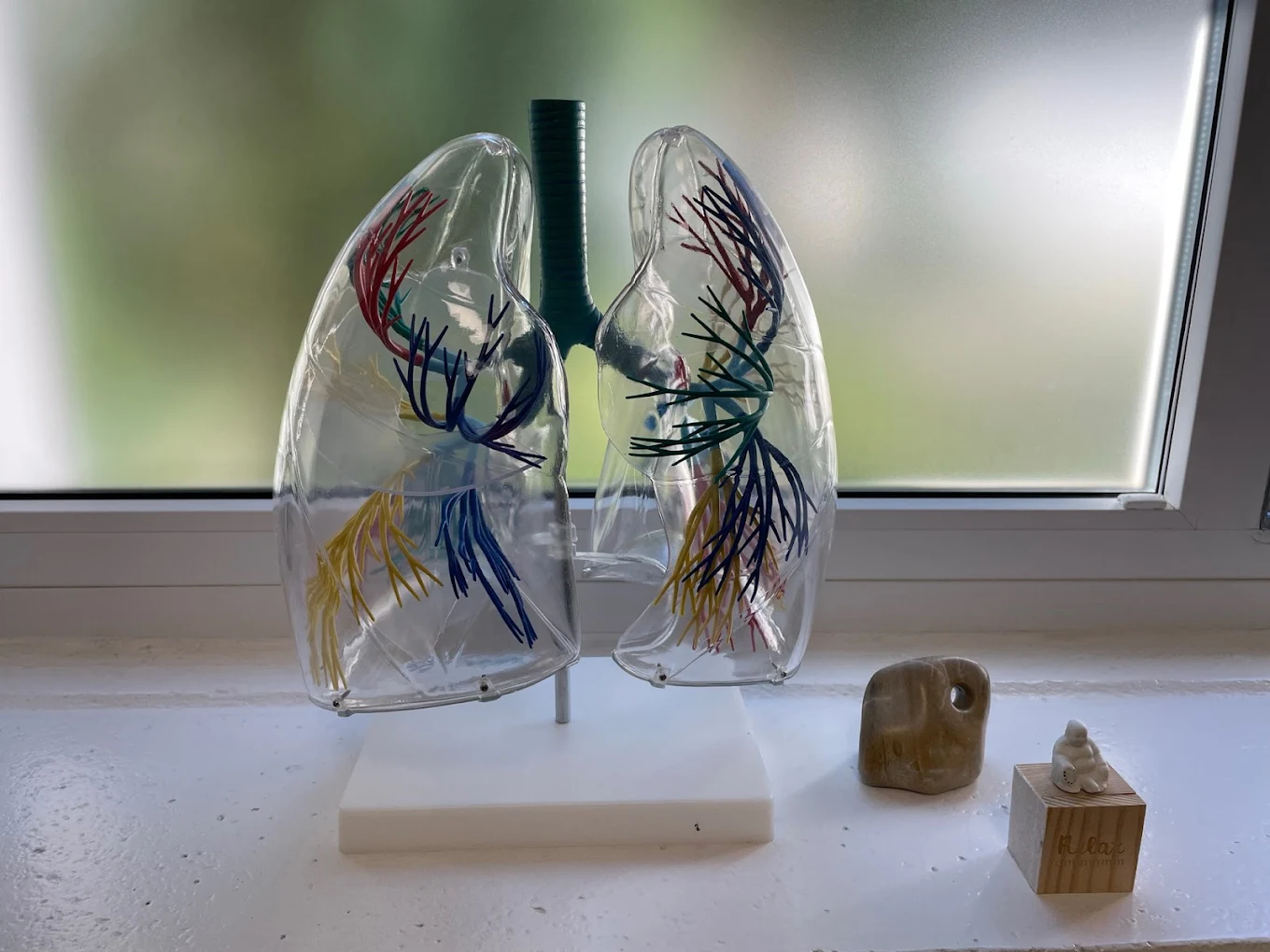 Anatomisches Lungenmodell